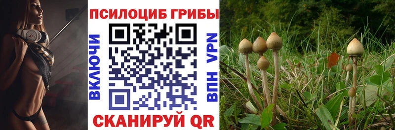 Псилоцибиновые грибы MAGIC MUSHROOMS  где купить наркоту  ОМГ ОМГ tor  Палласовка 